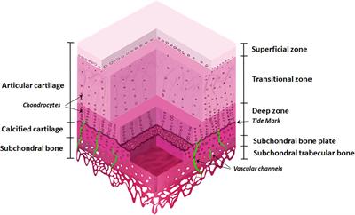 Molecular Signaling Interactions and Transport at the Osteochondral Interface: A Review